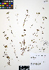  ( - ERM372)  @11 [ ] CreativeCommons - Attribution Non-Commercial Share-Alike (2012) Unspecified UBC Herbarium