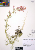  ( - ERM418)  @11 [ ] CreativeCommons - Attribution Non-Commercial Share-Alike (2012) Unspecified UBC Herbarium