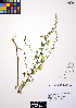  (Linaria genistifolia - ERM422)  @11 [ ] CreativeCommons - Attribution Non-Commercial Share-Alike (2012) Unspecified UBC Herbarium