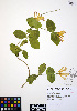  ( - ERM584)  @11 [ ] CreativeCommons - Attribution Non-Commercial Share-Alike (2012) Unspecified UBC Herbarium
