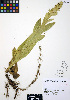  ( - ERM650)  @11 [ ] CreativeCommons - Attribution Non-Commercial Share-Alike (2012) Unspecified UBC Herbarium