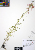  ( - ERM655)  @11 [ ] CreativeCommons - Attribution Non-Commercial Share-Alike (2012) Unspecified UBC Herbarium