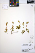  (Luetkea - ERM1085)  @11 [ ] CreativeCommons - Attribution Non-Commercial Share-Alike (2013) Unspecified UBC Herbarium