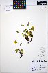  ( - ERM1097)  @11 [ ] CreativeCommons - Attribution Non-Commercial Share-Alike (2013) Unspecified UBC Herbarium
