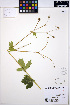  ( - ERM1152)  @11 [ ] CreativeCommons - Attribution Non-Commercial Share-Alike (2013) Unspecified UBC Herbarium