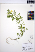  ( - ERM1545)  @11 [ ] CreativeCommons - Attribution Non-Commercial Share-Alike (2013) Unspecified UBC Herbarium