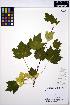  ( - ERM1561)  @11 [ ] CreativeCommons - Attribution Non-Commercial Share-Alike (2013) Unspecified UBC Herbarium