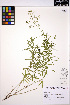  ( - ERM1564)  @11 [ ] CreativeCommons - Attribution Non-Commercial Share-Alike (2013) Unspecified UBC Herbarium