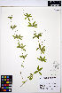  ( - ERM1565)  @11 [ ] CreativeCommons - Attribution Non-Commercial Share-Alike (2013) Unspecified UBC Herbarium