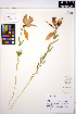  ( - ERM1570)  @11 [ ] CreativeCommons - Attribution Non-Commercial Share-Alike (2013) Unspecified UBC Herbarium