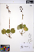  ( - ERM1583)  @11 [ ] CreativeCommons - Attribution Non-Commercial Share-Alike (2013) Unspecified UBC Herbarium