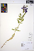  ( - ERM1584)  @11 [ ] CreativeCommons - Attribution Non-Commercial Share-Alike (2013) Unspecified UBC Herbarium
