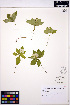  ( - ERM1593)  @11 [ ] CreativeCommons - Attribution Non-Commercial Share-Alike (2013) Unspecified UBC Herbarium