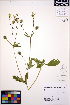  ( - ERM645)  @11 [ ] CreativeCommons - Attribution Non-Commercial Share-Alike (2013) Unspecified UBC Herbarium