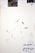  ( - ERM786)  @11 [ ] CreativeCommons - Attribution Non-Commercial Share-Alike (2013) Unspecified UBC Herbarium