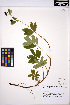  ( - ERM791)  @11 [ ] CreativeCommons - Attribution Non-Commercial Share-Alike (2013) Unspecified UBC Herbarium