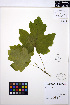  ( - MF195)  @11 [ ] CreativeCommons - Attribution Non-Commercial Share-Alike (2013) Unspecified UBC Herbarium