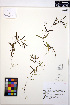  ( - MF189)  @11 [ ] CreativeCommons - Attribution Non-Commercial Share-Alike (2013) Unspecified UBC Herbarium
