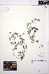  ( - MF186)  @11 [ ] CreativeCommons - Attribution Non-Commercial Share-Alike (2013) Unspecified UBC Herbarium