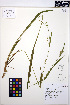  (Carex hendersonii - MF184)  @11 [ ] CreativeCommons - Attribution Non-Commercial Share-Alike (2013) Unspecified UBC Herbarium