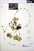  ( - MF173)  @11 [ ] CreativeCommons - Attribution Non-Commercial Share-Alike (2013) Unspecified UBC Herbarium