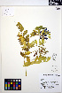  ( - MF166)  @11 [ ] CreativeCommons - Attribution Non-Commercial Share-Alike (2013) Unspecified UBC Herbarium