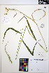  (Elymus hirsutus - MF161)  @11 [ ] CreativeCommons - Attribution Non-Commercial Share-Alike (2013) Unspecified UBC Herbarium
