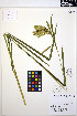  ( - MF160)  @11 [ ] CreativeCommons - Attribution Non-Commercial Share-Alike (2013) Unspecified UBC Herbarium