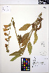  ( - MF158)  @11 [ ] CreativeCommons - Attribution Non-Commercial Share-Alike (2013) Unspecified UBC Herbarium