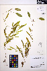  ( - MF156)  @11 [ ] CreativeCommons - Attribution Non-Commercial Share-Alike (2013) Unspecified UBC Herbarium