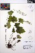  ( - MF152)  @11 [ ] CreativeCommons - Attribution Non-Commercial Share-Alike (2013) Unspecified UBC Herbarium