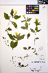 (Erythranthe dentata - MF141)  @11 [ ] CreativeCommons - Attribution Non-Commercial Share-Alike (2013) Unspecified UBC Herbarium