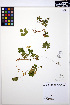  ( - MF253)  @11 [ ] CreativeCommons - Attribution Non-Commercial Share-Alike (2013) Unspecified UBC Herbarium