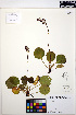  ( - MF245)  @11 [ ] CreativeCommons - Attribution Non-Commercial Share-Alike (2013) Unspecified UBC Herbarium