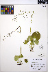 ( - MF242)  @11 [ ] CreativeCommons - Attribution Non-Commercial Share-Alike (2013) Unspecified UBC Herbarium