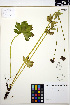  ( - MF238)  @11 [ ] CreativeCommons - Attribution Non-Commercial Share-Alike (2013) Unspecified UBC Herbarium
