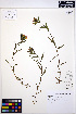  ( - MF210)  @11 [ ] CreativeCommons - Attribution Non-Commercial Share-Alike (2013) Unspecified UBC Herbarium