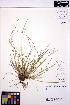  (Carex rossii - MF209)  @11 [ ] CreativeCommons - Attribution Non-Commercial Share-Alike (2013) Unspecified UBC Herbarium