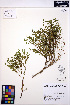  ( - MF206)  @11 [ ] CreativeCommons - Attribution Non-Commercial Share-Alike (2013) Unspecified UBC Herbarium