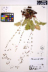  (Heuchera micrantha - MF200)  @11 [ ] CreativeCommons - Attribution Non-Commercial Share-Alike (2013) Unspecified UBC Herbarium
