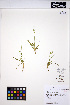  ( - MF260)  @11 [ ] CreativeCommons - Attribution Non-Commercial Share-Alike (2013) Unspecified UBC Herbarium