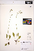  ( - MF268)  @11 [ ] CreativeCommons - Attribution Non-Commercial Share-Alike (2013) Unspecified UBC Herbarium