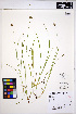  (Carex microptera - MF269)  @11 [ ] CreativeCommons - Attribution Non-Commercial Share-Alike (2013) Unspecified UBC Herbarium
