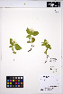  ( - MF271)  @11 [ ] CreativeCommons - Attribution Non-Commercial Share-Alike (2013) Unspecified UBC Herbarium