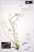  ( - MF277)  @11 [ ] CreativeCommons - Attribution Non-Commercial Share-Alike (2013) Unspecified UBC Herbarium