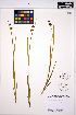  ( - MF283)  @11 [ ] CreativeCommons - Attribution Non-Commercial Share-Alike (2013) Unspecified UBC Herbarium