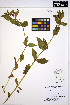  (Erythranthe lewisii - MF286)  @11 [ ] CreativeCommons - Attribution Non-Commercial Share-Alike (2013) Unspecified UBC Herbarium