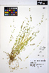  (Carex laeviculmis - MF287)  @11 [ ] CreativeCommons - Attribution Non-Commercial Share-Alike (2013) Unspecified UBC Herbarium