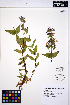  ( - MF294)  @11 [ ] CreativeCommons - Attribution Non-Commercial Share-Alike (2013) Unspecified UBC Herbarium