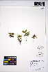  (Erythranthe - MF306)  @11 [ ] CreativeCommons - Attribution Non-Commercial Share-Alike (2013) Unspecified UBC Herbarium